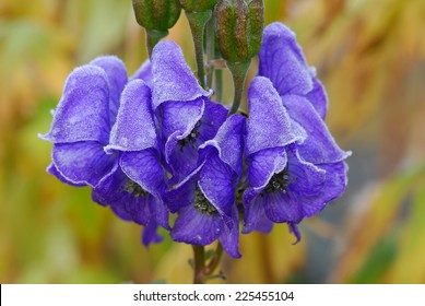 Blue Monkshood, Rime,