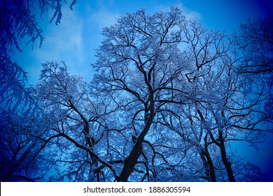 Blue mood in a winter forest in the Eifel