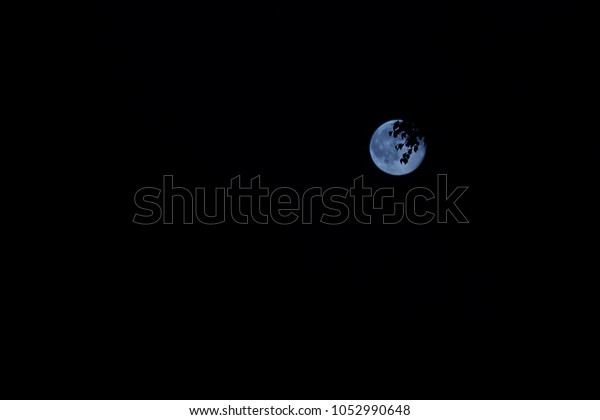 Blue moon on the black sky. Tree branch on\
background of the moon.