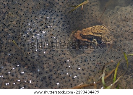 Blue moor frog (Rana arvalis), common toad, European toad (Bufo bufo), and other amphibians living in Poland, early spring (14).
