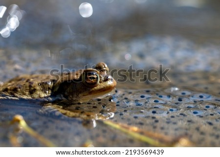 Blue moor frog (Rana arvalis), common toad, European toad (Bufo bufo), and other amphibians living in Poland, early spring (47).