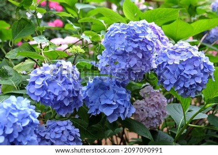 Blue mophead Hydrangea Macrophylla 'Blue Danube' in flower during the 
