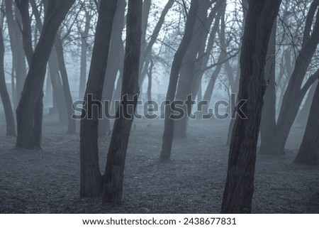 Blue morning foggy forest. Park outdoors evening fog. Cloudy autumn mist. Mystical  landscape. 