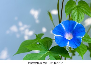 Blue Morning Glory