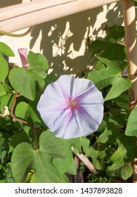 Blue Morning Glory. Ipomoea 