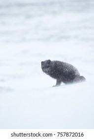 Blue Morph Arctic Fox In The Mountains During Snow Storm In Winter, Iceland.