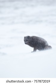 Blue Morph Arctic Fox In The Mountains During Snow Storm In Winter, Iceland.