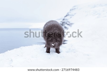 A blue morph Arctic fox (Vulpes lagopus) standing in a snowy white winter landscape in the remote Hornstrandir Nature Reserve, Iceland.
