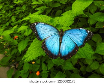 Blue Morpho Butterfly 