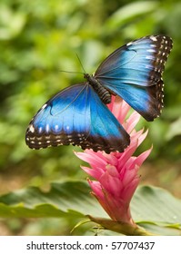 Blue Morpho Butterfly