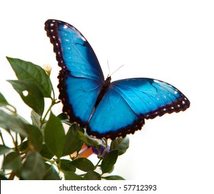 Blue Morpho Butterfly