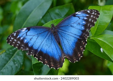 Mariposa morfa azul cerca