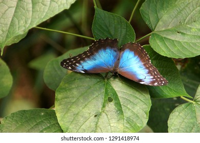 
Blue Morpho Butterfly - Costa Rica