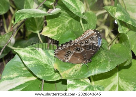 Blue morpho butterfly with an eye pattern on its large wings.