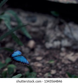 Blue Morpho Butterfly Flying