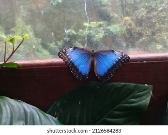 Blue Morpho Butterfly Flying Alone