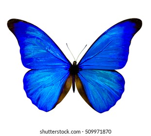 Blue Morpho Butterfly Isolated On White Background