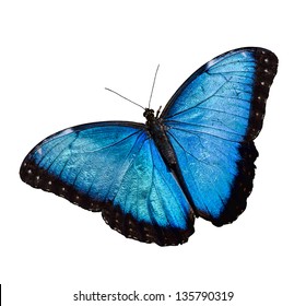 Butterfly Blue Morpho Monarch Images Stock Photos Vectors Shutterstock