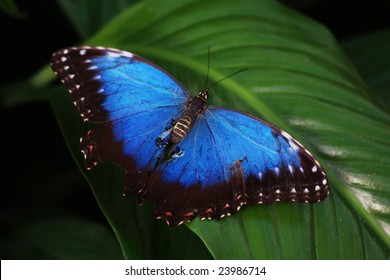 A blue morpho butterfly on a green leaf.  Latin name Morpho Peleides - Shutterstock ID 23986714