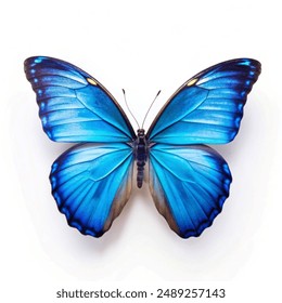  Mariposa Morfo Azul