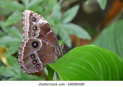 538 Morpho butterfly rain Images, Stock Photos & Vectors | Shutterstock