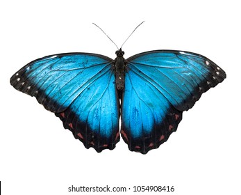 Mariposa morfa azul 