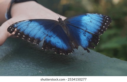 Blue Morpho butterfly resting its vibrant wings - Powered by Shutterstock