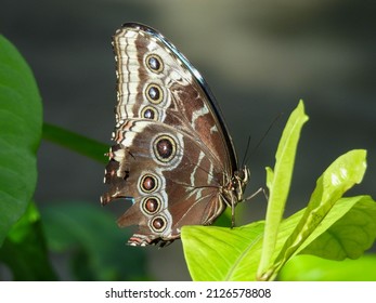 Blue Morpho Butterfly At The Tennessee Aquarium