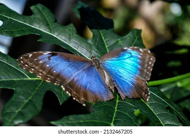 Blue Morpho Butterfly At The Tennessee Aquarium