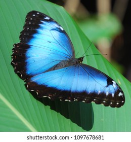 Blue Morpho Butterfly, Tortuguero, Costa Rica