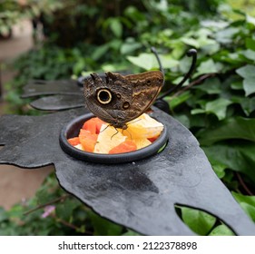 Blue Morpho Butterfly Of The Tropic Costa Rica