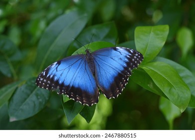 Mariposa Morpho azul con