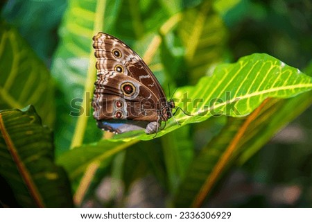 Blue Morpho or Morpho peleides, a big butterfly sitting on a leaf, beautiful insect in the nature habitat, wildlife from Amazon in Peru, South America.