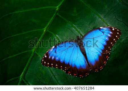 Blue Morpho, Morpho peleides, big butterfly sitting on green leaves, beautiful insect in the nature habitat, wildlife from Amazon in Peru, South America.