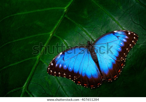 Spiksplinternieuw Blauwe Morpho, Morpho peleides, grote vlinder​: stockfoto (nu SN-15