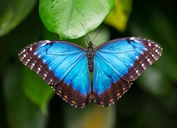 Blue Morpho (morpho Peleides) On Green Nature Background, Close-up.