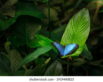 Blue morpho (morpho peleides) on green nature background, close-up.