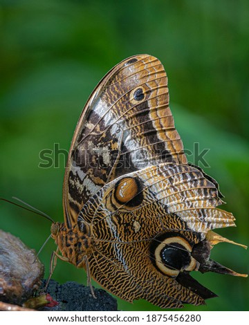 Similar – weiße punkte Schmetterling