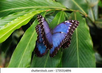 Blue Morpho  Morpho peleides  two butterflies sitting green leaves  butterflies mating leaf  beautiful insect in the nature habitat  wildlife from Amazon in Peru  South America 