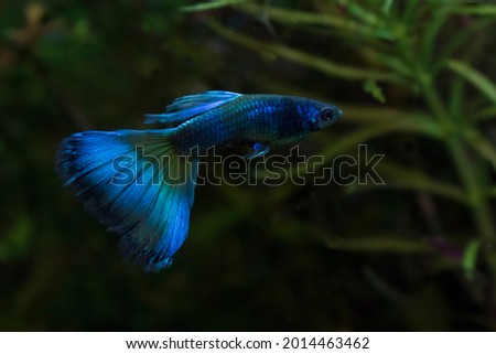 Blue Moscow Guppy (Poecilia reticulata var. “Blue Moscow”)