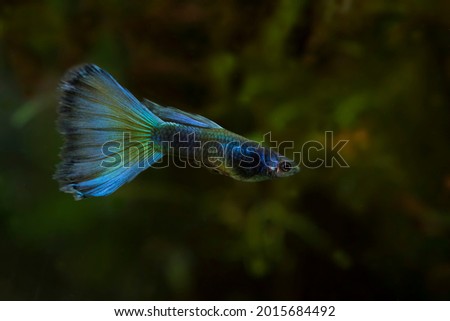 Blue Moscow Guppy (Poecilia reticulata var. “Blue Moscow”)