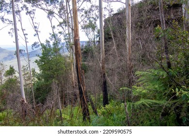 Blue Mountain Looks Dry After Having Forest Fire