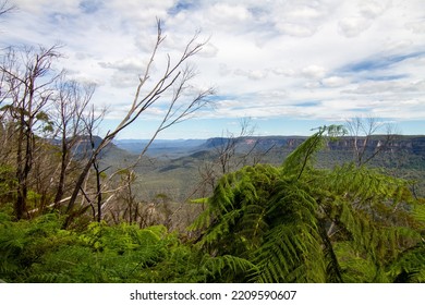 Blue Mountain Looks Dry After Having Forest Fire