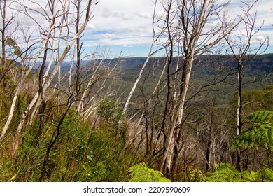 Blue Mountain Looks Dry After Having Forest Fire