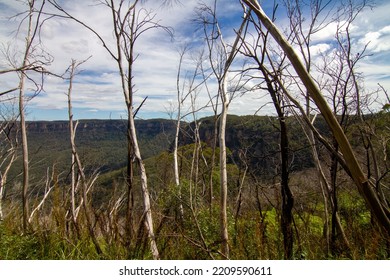 Blue Mountain Looks Dry After Having Forest Fire