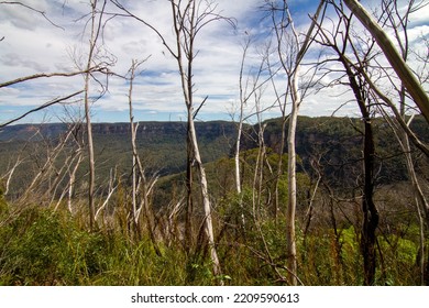 Blue Mountain Looks Dry After Having Forest Fire