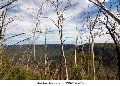 Blue Mountain Looks Dry After Having Forest Fire