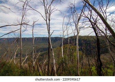 Blue Mountain Looks Dry After Having Forest Fire