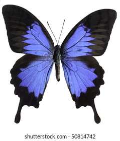 Blue Mountain Swallowtail Butterfly [Papilo Ulysses]