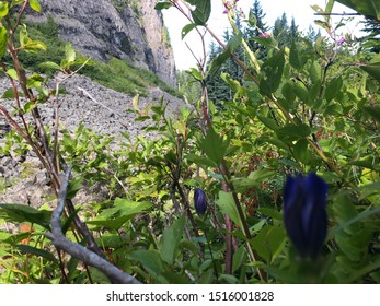 Blue Mountain Wildflower Pacific North West 